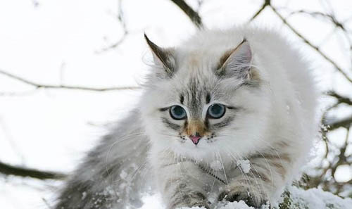 西伯利亚森林猫有眼屎是什么原因