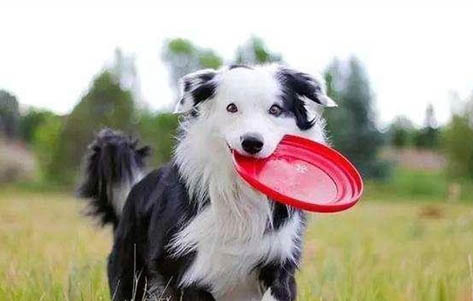 德国牧羊犬哪里有卖