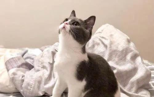 小猫尿失禁可以自愈吗