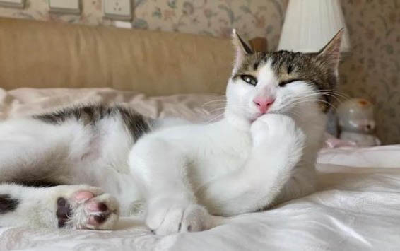 请问猫咪呕吐的原因及处理方法?
