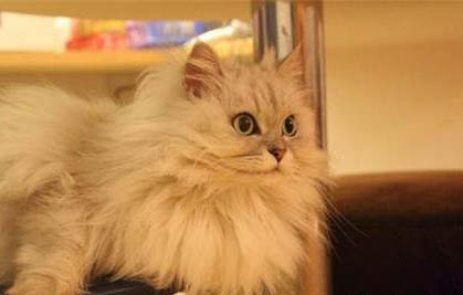 如何喂养金吉拉猫