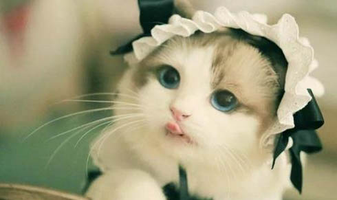 猫咪秃毛是不是一定得了猫癣
