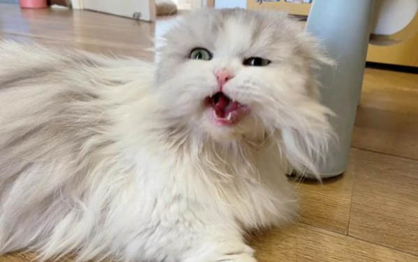 小猫记得猫妈妈吗