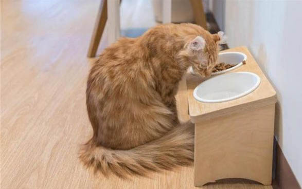 猫咪营养性腹水