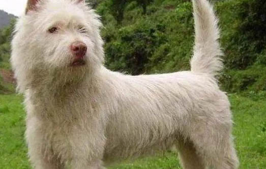 下司犬寿命多长