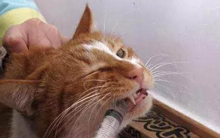 一般小猫多大可以洗澡