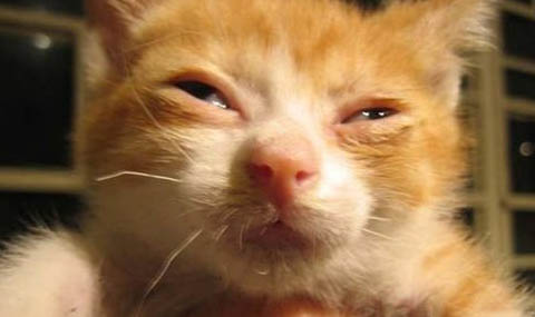 猫咪不吃东西吐黄水咋办