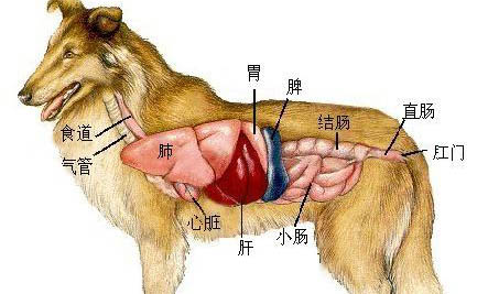 狗狗为什么总吃不胖呢怎么回事