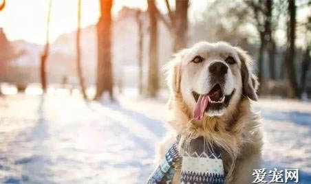 狗狗感冒呼吸道感染需要注意什么？