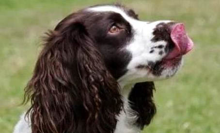 维希拉猎犬便秘家常方法