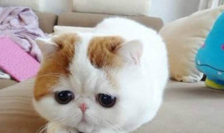 猫咪老是咬人怎么办