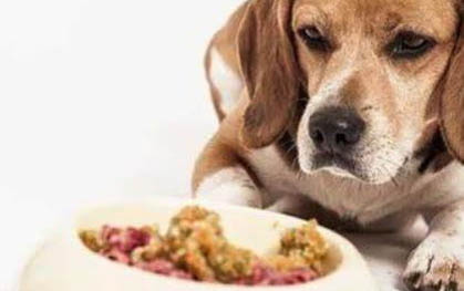 狗狗冠状病毒性胃肠炎症状