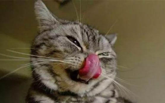 猫咪为什么都喜欢吐