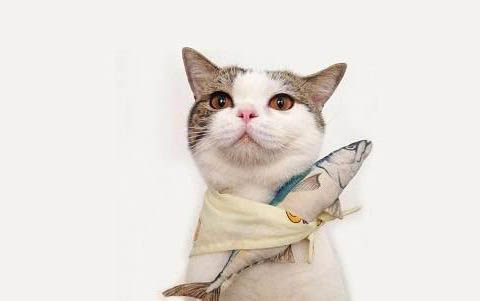 请问猫咪呕吐的原因及处理方法？
