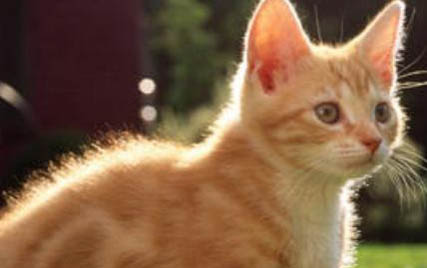 小猫会挑食把自己饿死吗