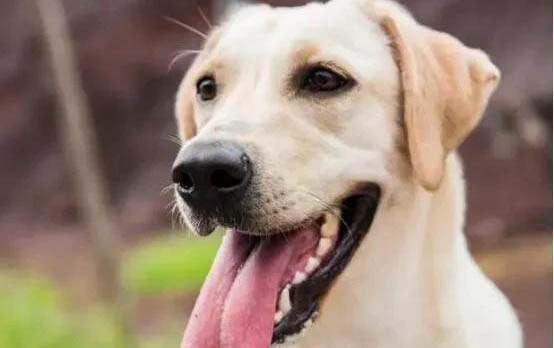 狗狗在哪里买比较靠谱