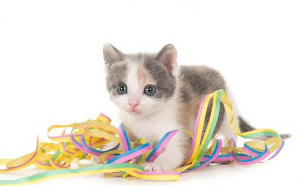 猫咪尿血是怎么办