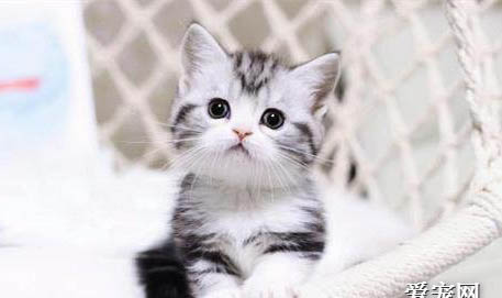 美短猫能活多久