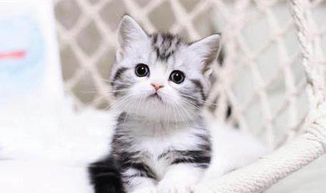 美短虎斑猫一般多少钱?