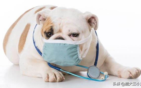 狗狗得细小病毒的原因主要有哪些