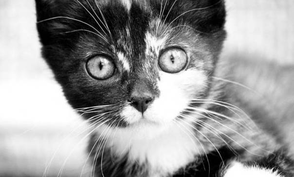 猫咪瞳孔有哪些变化？