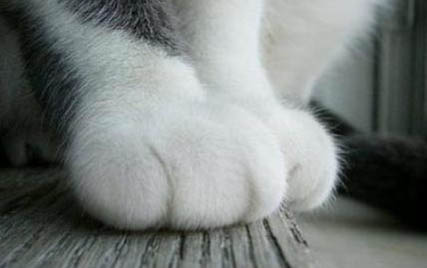 小猫多大才可以剪指甲