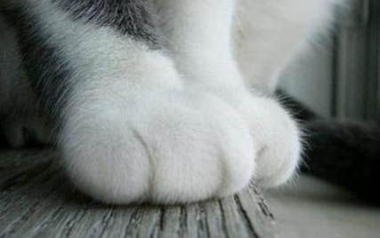 小猫冻得奄奄一息怎么救
