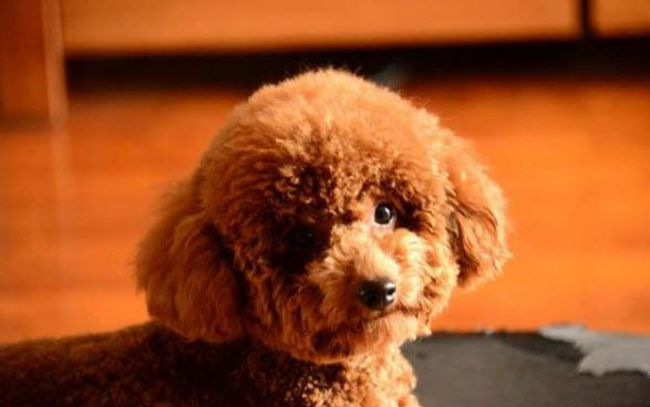 哮天犬是哪个品种的狗