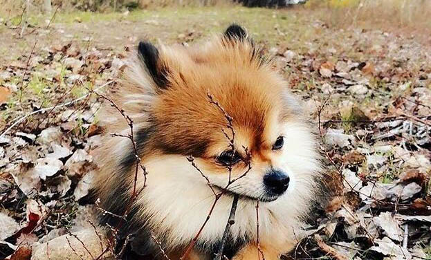 狗狗拉稀是什么原因及处理方法