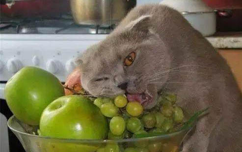 小猫拉稀能自愈吗?