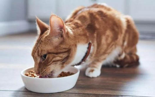 猫咪舔自己的爪子是啥原因
