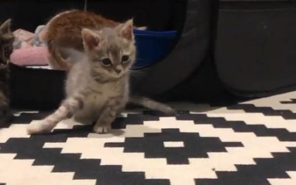 新买的猫咪多久和人熟悉
