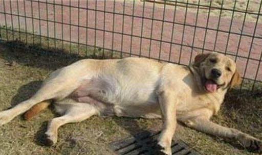 母犬产后厌食怎么办