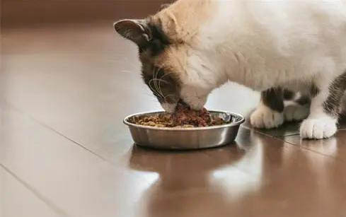 小猫应该吃什么食物