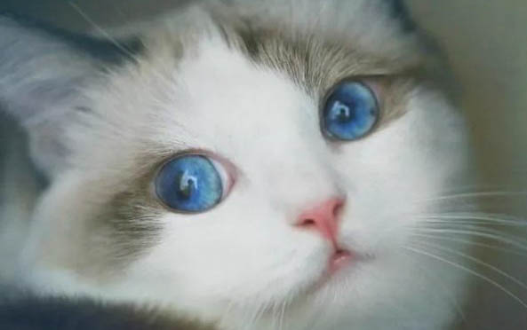 布偶猫的眼睛会越来越蓝吗