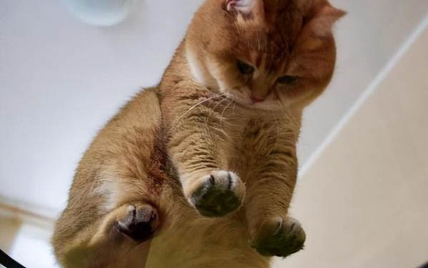 猫咪穿衣服的危害什么?
