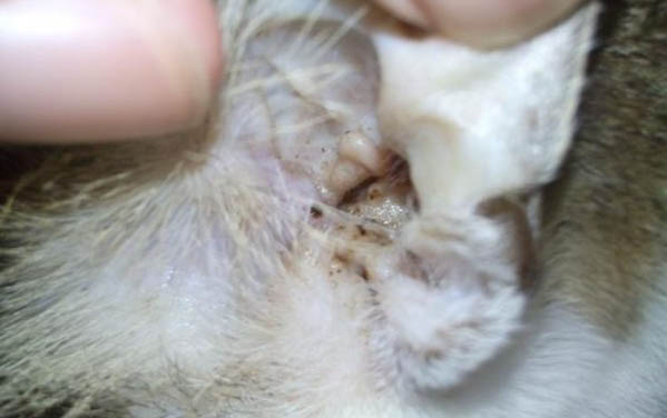 两个多月的小猫不喝水怎么办