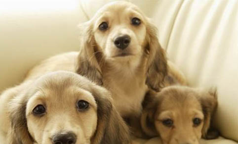 犬瘟热潜伏期最长多久