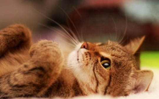 一个月的小猫喂多少毫升奶