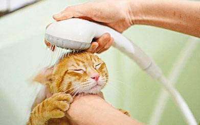 为什么猫洗了澡就死了