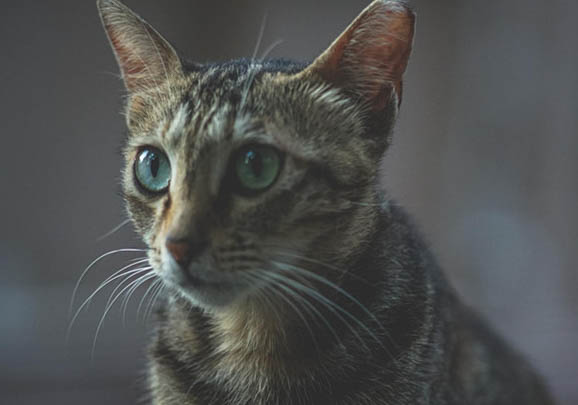 中国狸花猫可以吃米饭嘛
