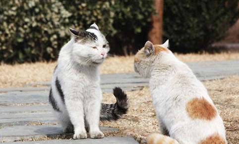 猫咪眼屎多是怎么回事?