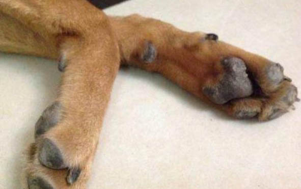 狗狗为什么会得脑炎呢