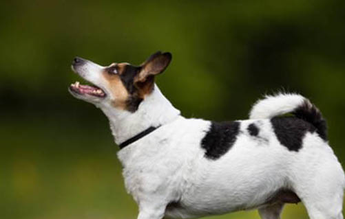 德国牧羊犬吐白色粘稠液体是什么原因