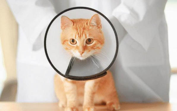 杯状病毒猫咪会携带终身吗