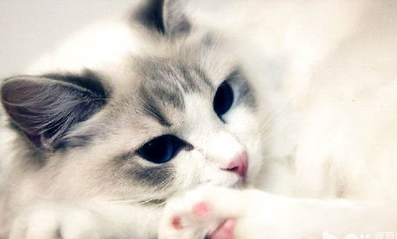 布偶猫哪个颜色颜色最贵布偶猫的特征