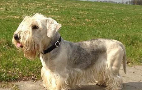 十种最好养的小型犬
