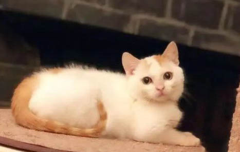 猫咪为什么绝育后不叫唤