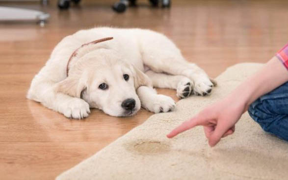 狗狗打狂犬疫苗后多久可以洗澡