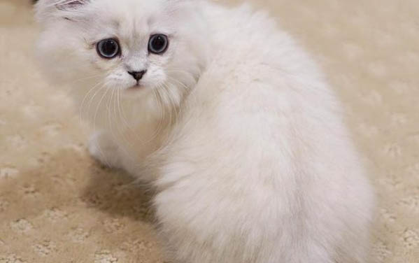 猫为什么张着嘴喘气?